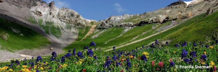 pano-PS-mountains-wildflowers